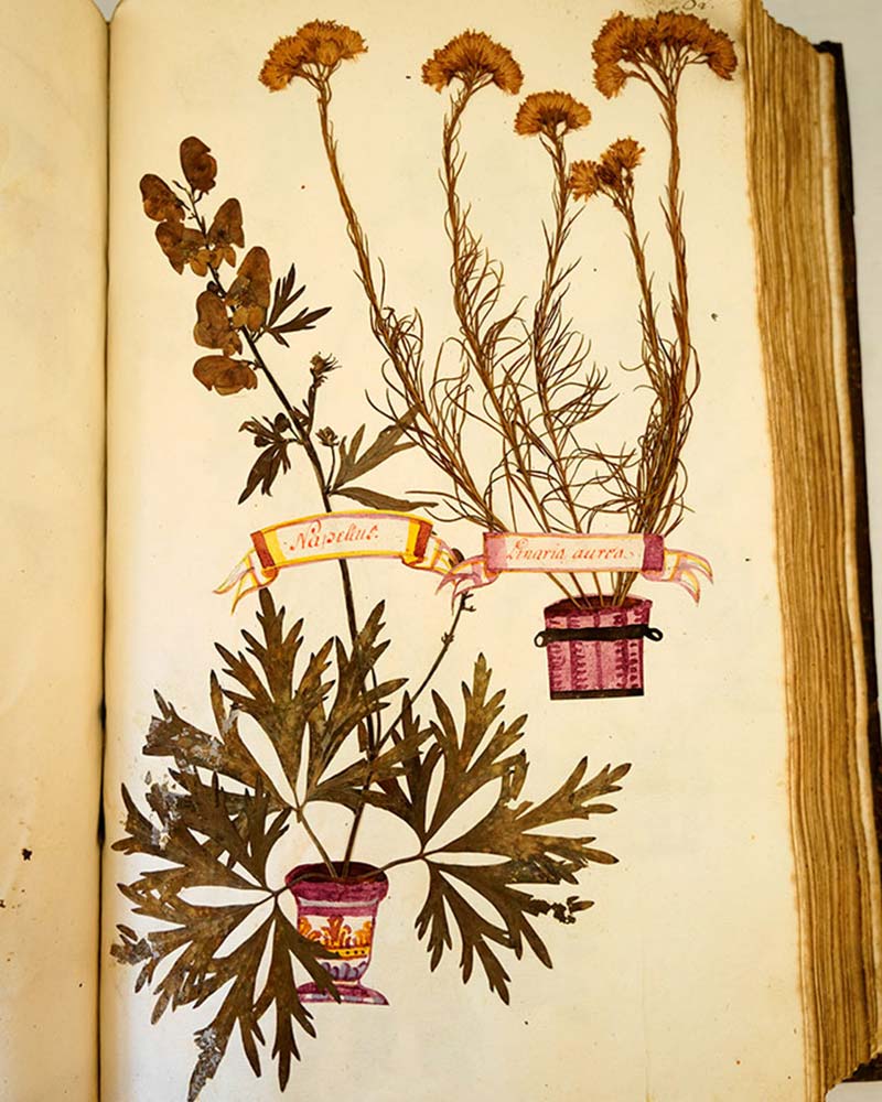 Das Bild zeigt eine Seite aus dem 'Herbarium vivum'.