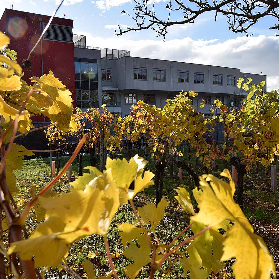 Das Bild zeigt einen Teil des Weingartens in Eisenstadt.