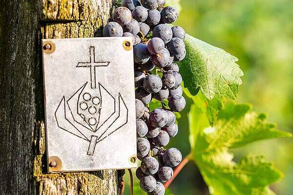 Das Bild zeigt einen Weinstock mit Granatapfel.